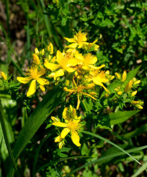 Johanniskraut in der Blüte. Johanniskrautöl