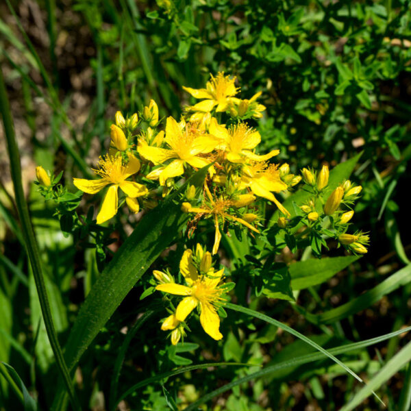 Johanniskraut in der Blüte. Johanniskrautöl