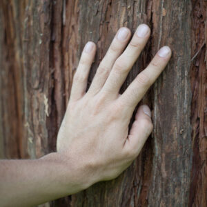 Hand von Sandro Savastano berührt einen Mammutbaum. Natur Pur